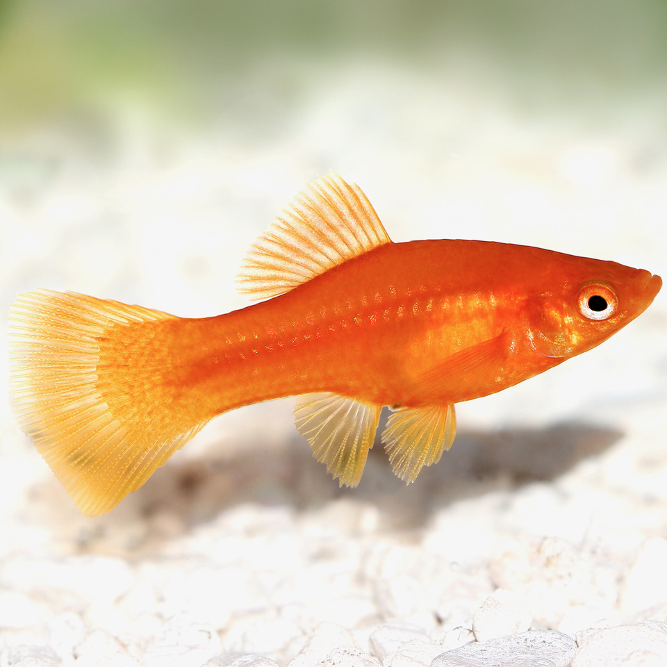 Xiph.maculatus   Platy rood M